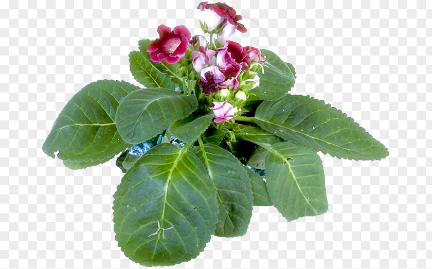 Herbaceous Plant Annual Flowering PNG