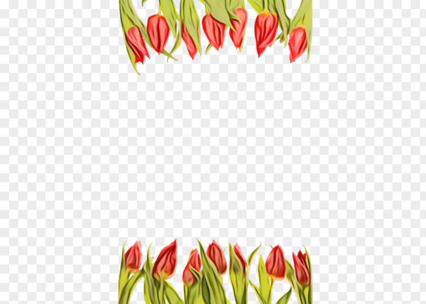 Lady Tulip Anthurium Watercolor Floral Background PNG