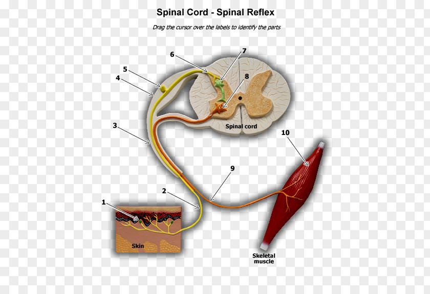 Line Ear Angle PNG