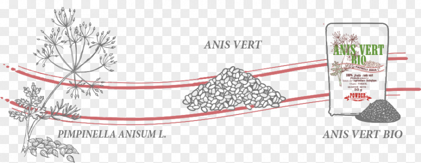 Essential Oils Bible Times Anise Spice Anis Vert Bio Riche En Propriétés Digestives Digestif Flavor PNG