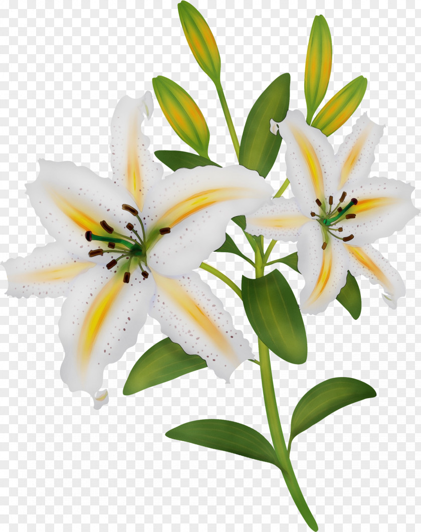 Flower Lily White Plant Petal PNG