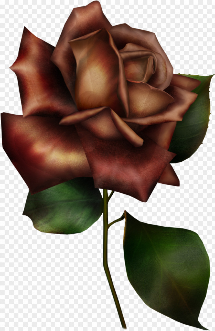 Red Rose Flower Garden Roses Blue Clip Art PNG
