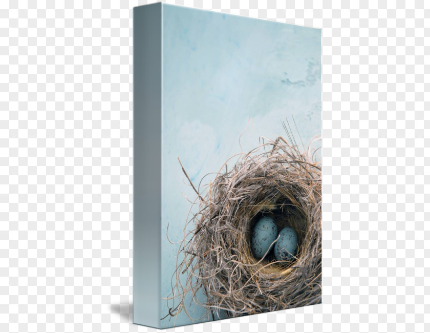 Eggs In Kind Bird Nest Stock Photography Royalty-free PNG