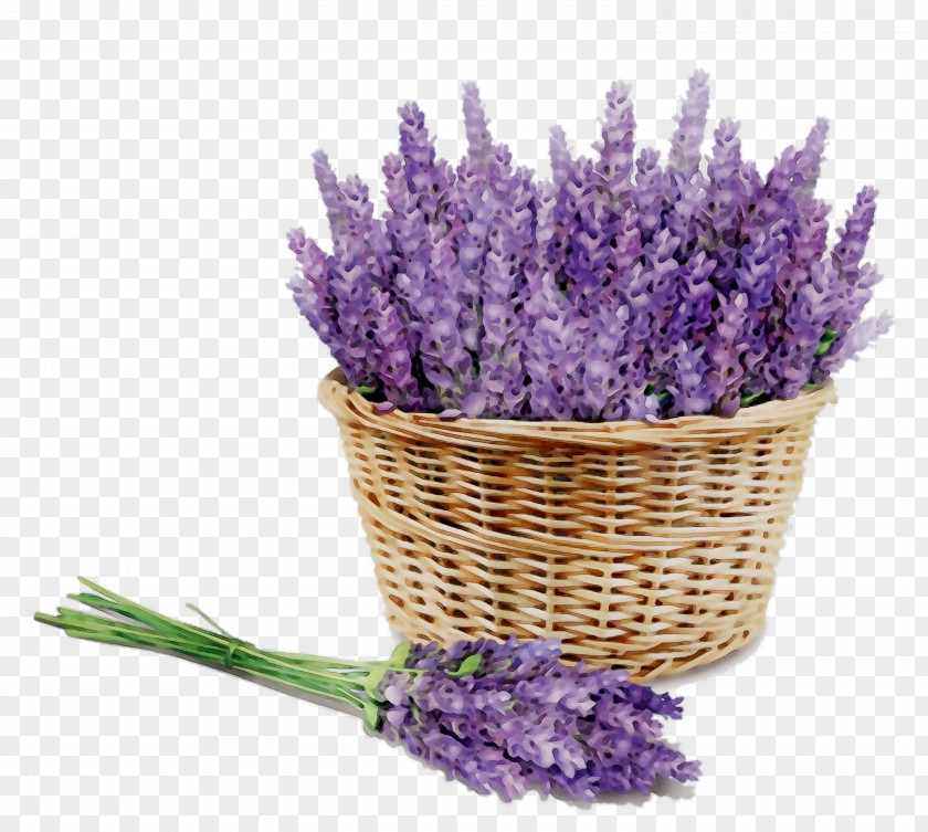 English Lavender Aromatherapy Aroma-massaggio Essential Oil Distillation PNG