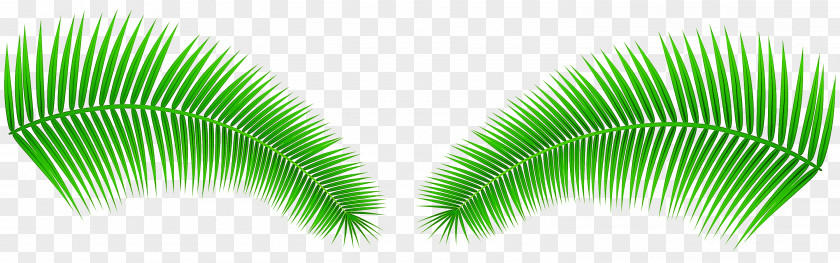 Eyelash Tree Green Leaf Plant Terrestrial PNG