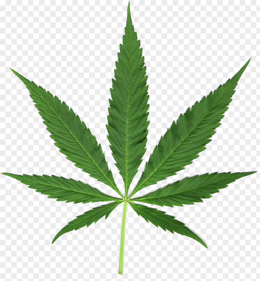 Hemp Cannabis Sativa Medical Tetrahydrocannabinol Marijuana PNG