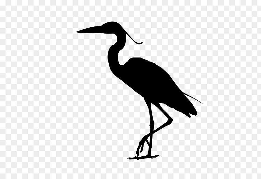 Ibis Water Bird Stork Beak PNG