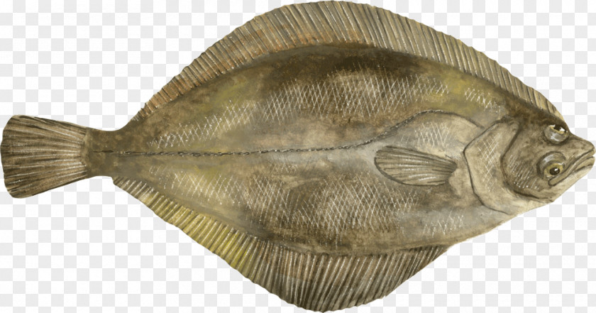 Mahi Flounder Sole Fauna Tilapia PNG