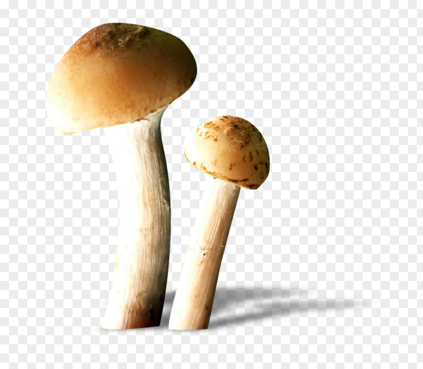 Mushroom Edible Fungus Food PNG