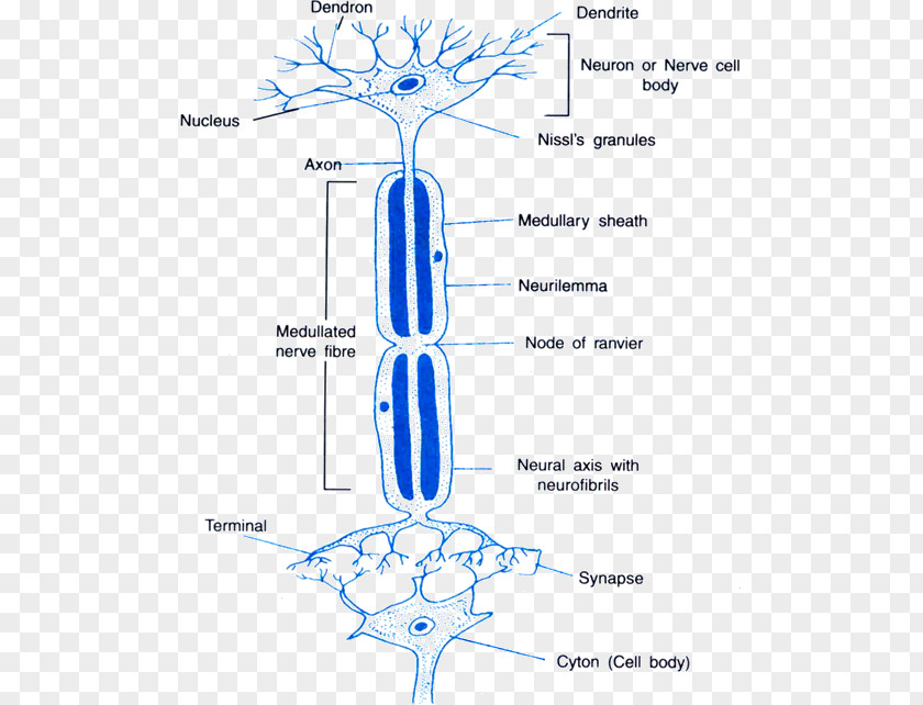 Nerve Structure Neuron Neurotransmitter Synapse Axon Reflex PNG