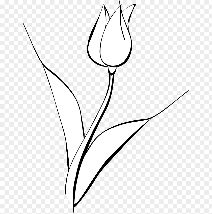 White Tulip Drawing Line Art Monochrome PNG