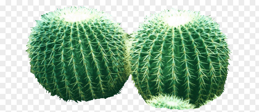 Cactus Cactaceae Jigsaw Puzzle U9752u8336 PNG