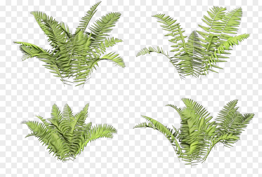 Charophyta Clubmoss Leaf Drawing PNG