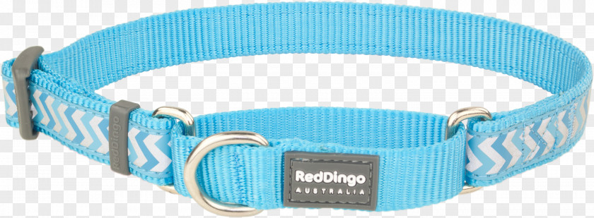 Dog Collar Turquoise Martingale Dingo PNG