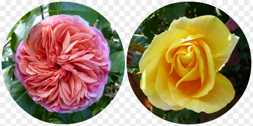 Flower Collage Garden Roses Cabbage Rose Floristry Cut Flowers Petal PNG