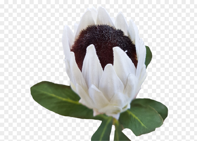 Protea Flower Flowering Plant PNG