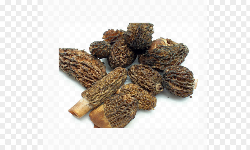 Dried Mushroom Morchella Vulgaris Conica Coq Au Vin Fungus Edible PNG