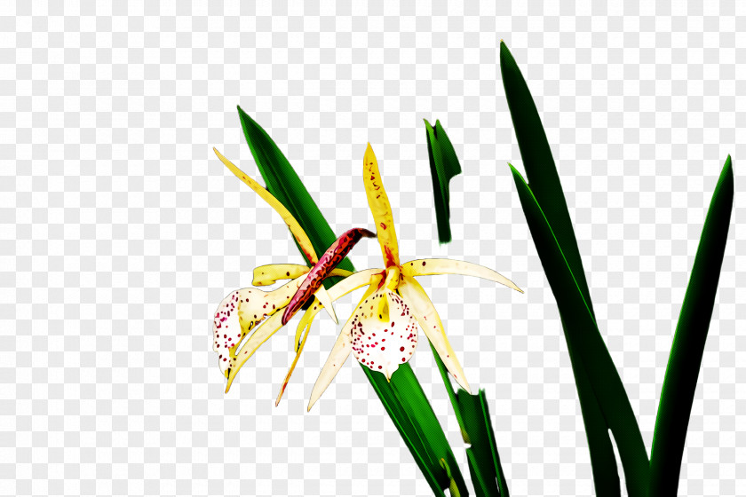 Flower Plant Stem Terrestrial Pedicel PNG