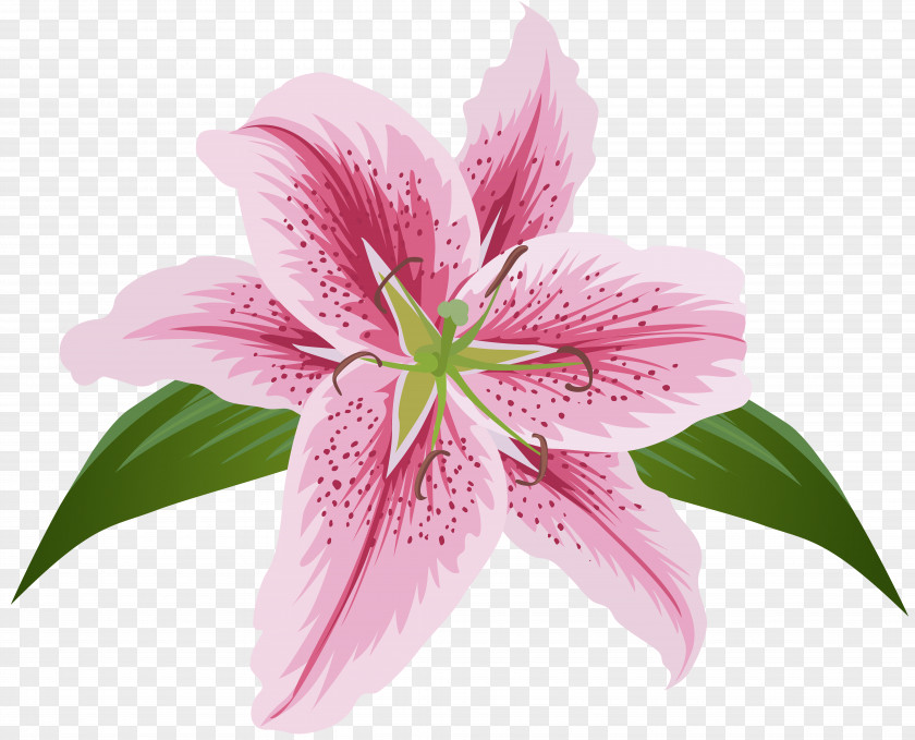 Lilium Flower Pink Transparent Clip Art Lily Female Liliaceae PNG