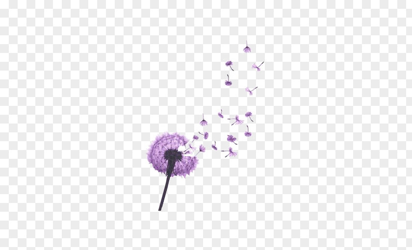Purple Dandelion PNG