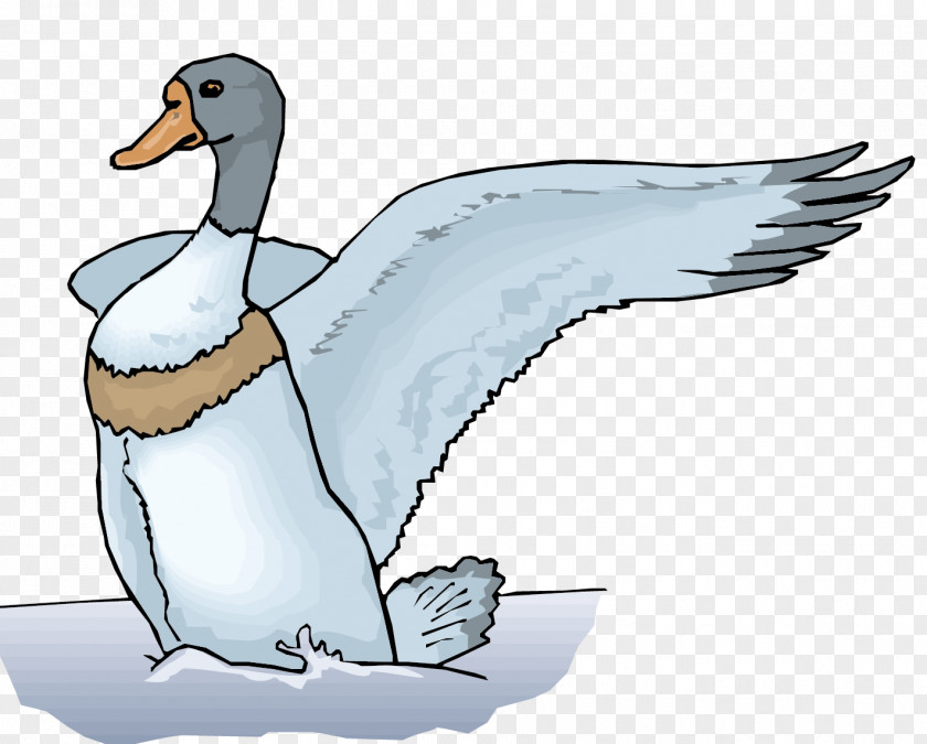 Vector Ducks Play Material Mallard Duck Euclidean Illustration PNG