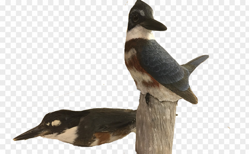 Duck Delaware Museum Of Natural History Bird Collections Art PNG