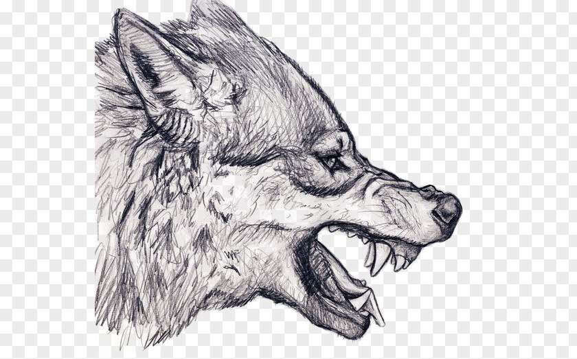 Sketch Wolf Gray Drawing Snarl Art PNG