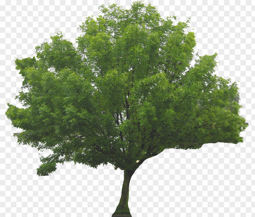 Trees Tree Shrub Branch PNG