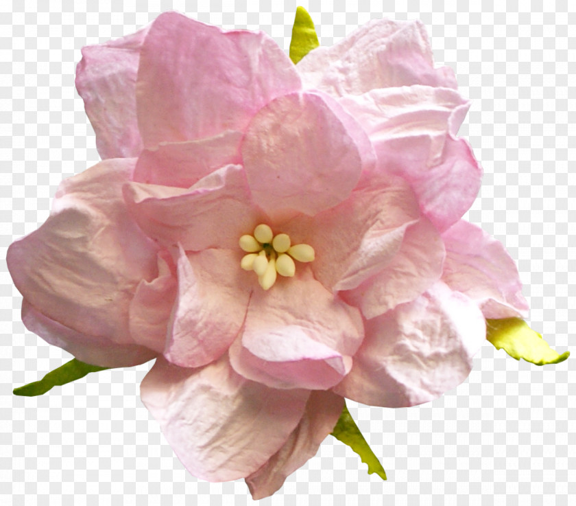 Violet Flower Rose PNG