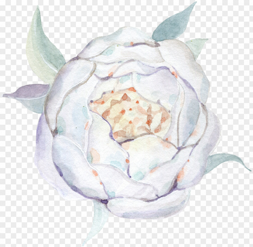 White Rose Watercolour Flowers Watercolor Painting Drawing PNG