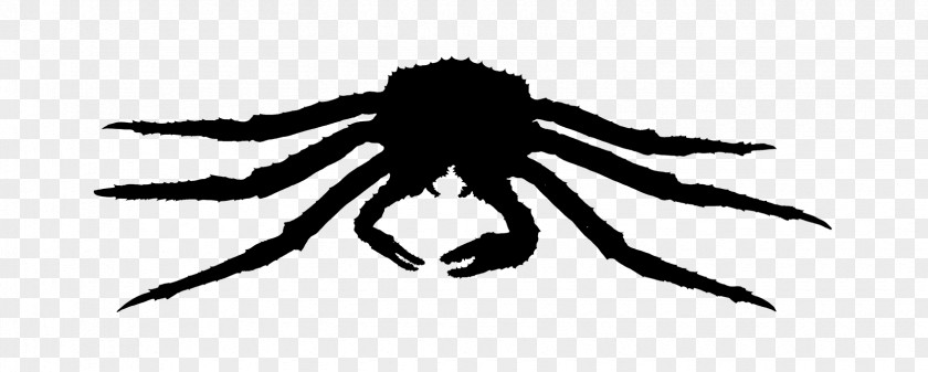 Arachnid Insect Silhouette Membrane PNG