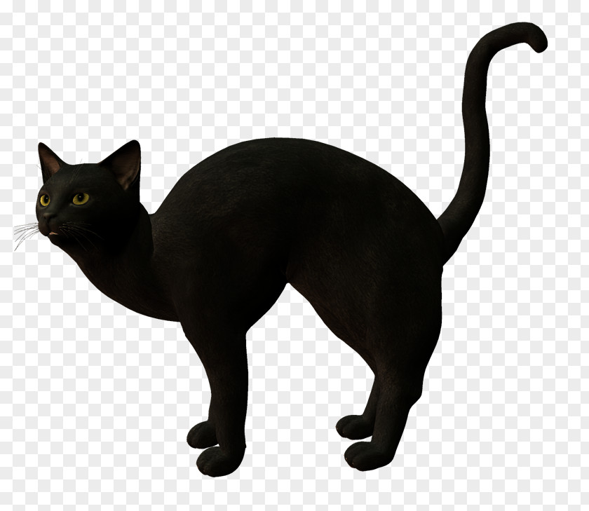Black Cat Korat Havana Brown Domestic Short-haired PNG