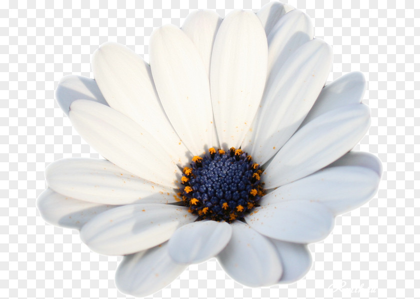 Camomile German Chamomile Roman PNG