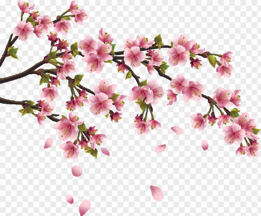 Cherry Blossom Wall Decal Sticker PNG