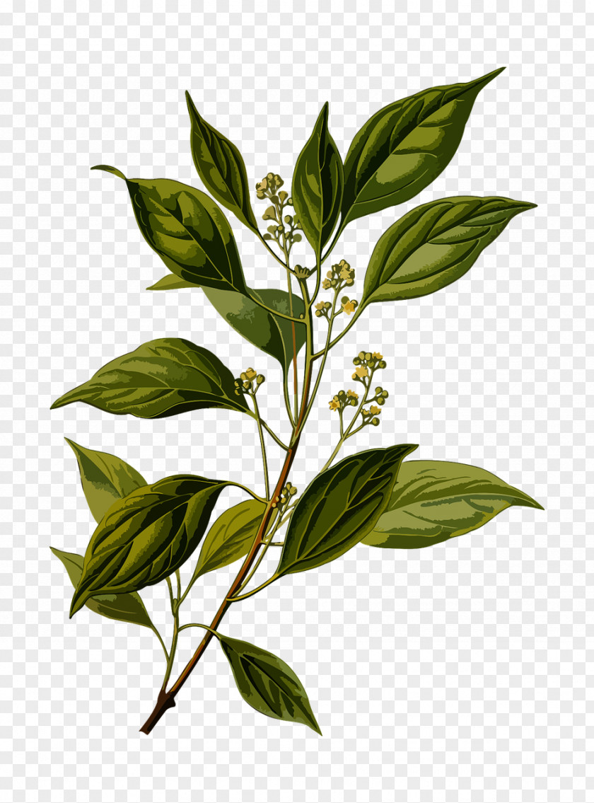 Flower Camphor Tree Chinese Cinnamon Cinnamomum Verum Köhler's Medicinal Plants PNG