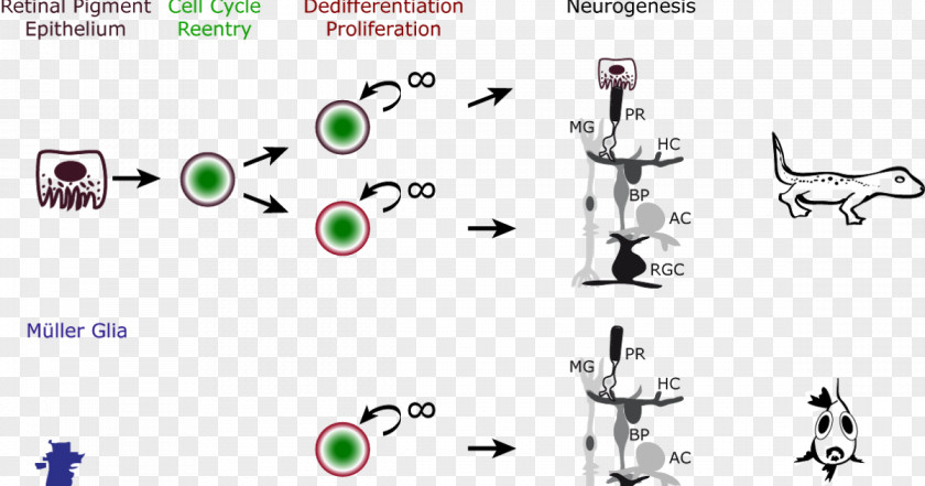 Salamander Retinal Regeneration Ganglion Cell PNG