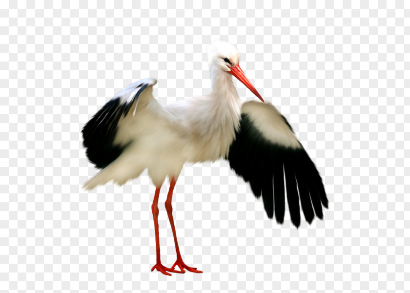 Wings Crane White Stork Bird Black Clip Art PNG