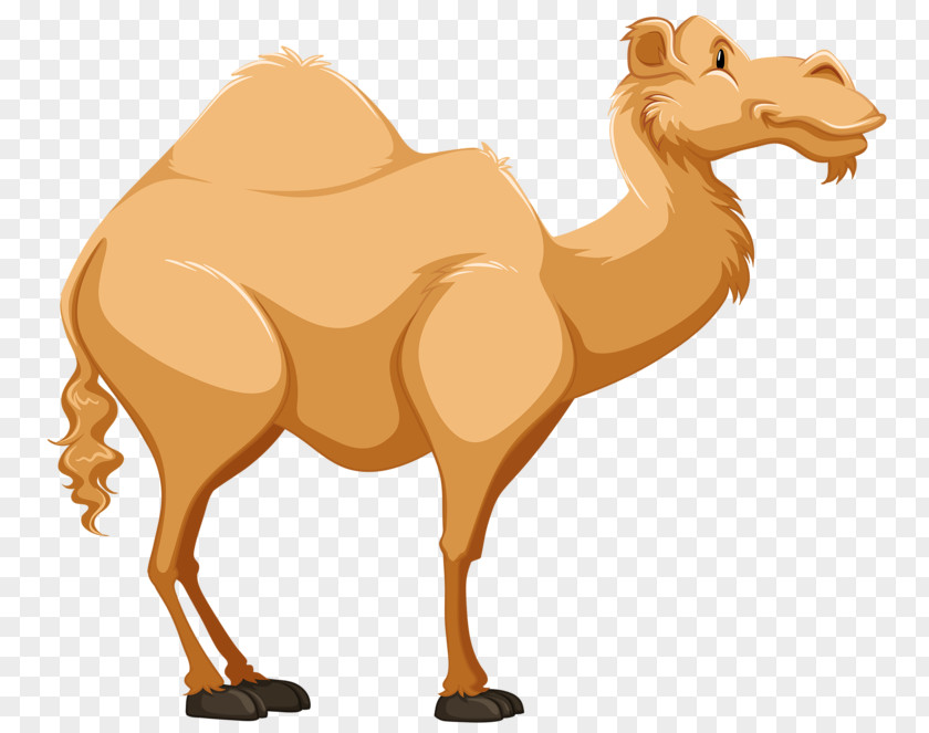 A Camel Dromedary Cartoon Tengger Desert Clip Art PNG