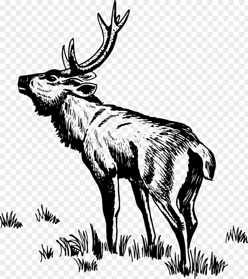 Antelope Deer Drawing Clip Art PNG