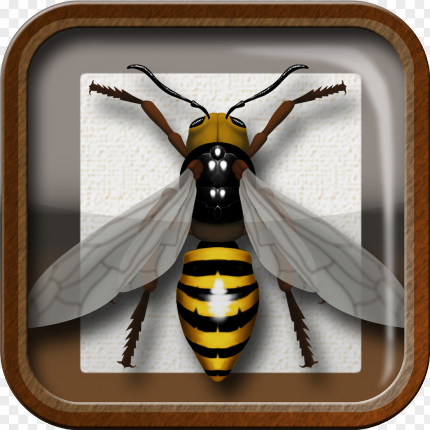 Bug Insect Bee Hornet Pollinator Invertebrate PNG