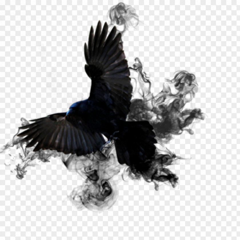 Crow Bird PNG