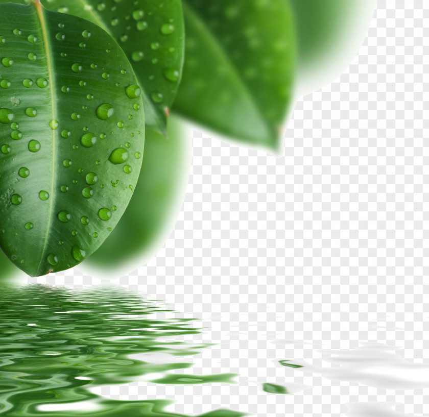 Green Leaves Background Material Picture Drop Leaf PNG