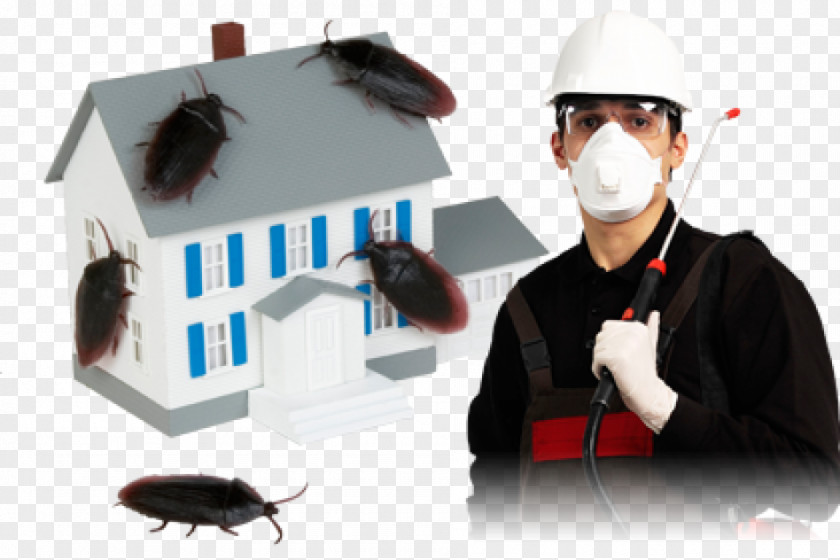 Insect Insecticide Cockroach Pest Control Pesticide PNG