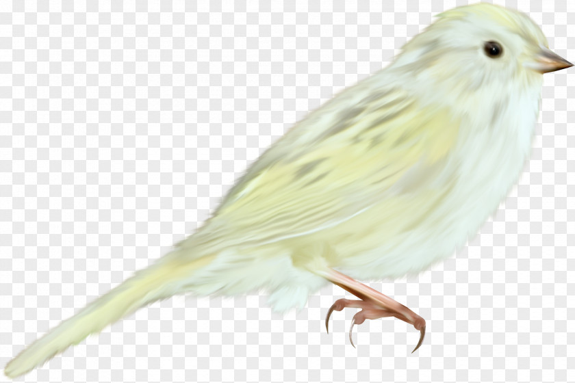 Sparrow House Bird Domestic Canary Finch PNG