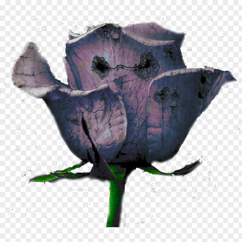 Squid Wildflower PNG