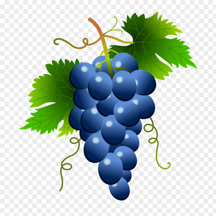 Wine Common Grape Vine Clip Art Food PNG