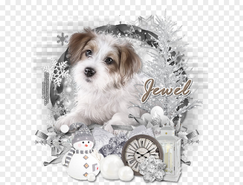 Winter Tutorial Morkie Schnoodle Cavachon Havanese Dog Lhasa Apso PNG