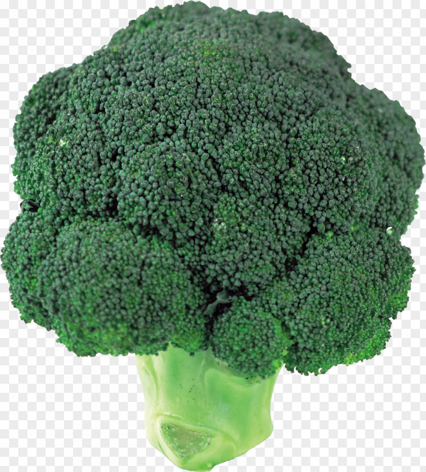 Brokoli Broccoli Slaw Clip Art PNG