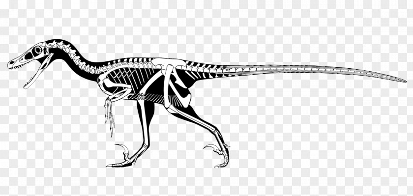 Dinosaur Velociraptor Utahraptor Deinonychus Tyrannosaurus Dromaeosaurus PNG