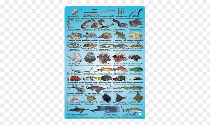 Fish Poster Fauna Organism Slate Magazine PNG